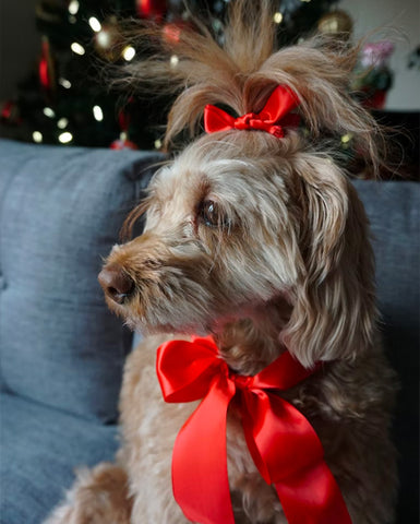 Cockapoo Cocker Cut, Cockapoo Cocker haircut