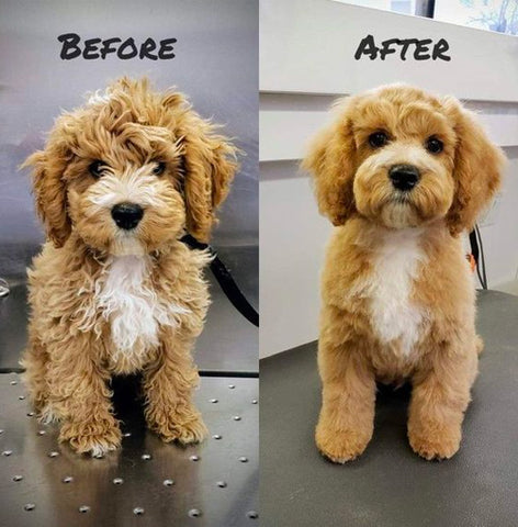 Cockapoo Teddy bear cut, Cockapoo Teddy bear haircut