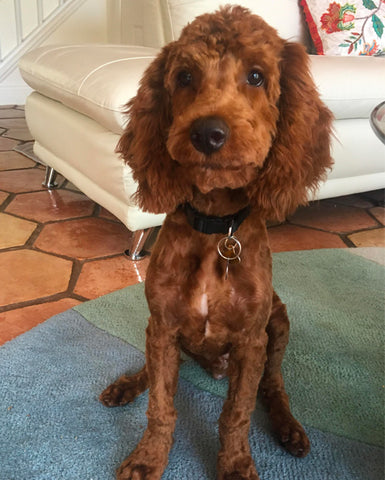Cockapoo shave cut, Cockapoo shave haircut, Cockapoo shave hairstyle