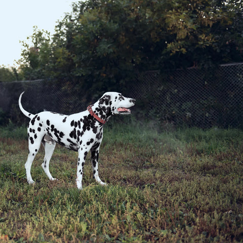 Dalmatian