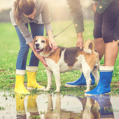 Caring For Your Dog in Rainy Weather, Dog in Rainy Weather