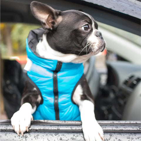 Extra Travel Supplies to Keep Your Dog Comfortable During Road Trip