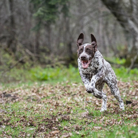 German Shorthaired Pointer