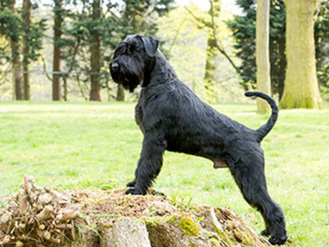 Giant Schnauzer, top non shedding dogs, hypoallergenic dog breeds