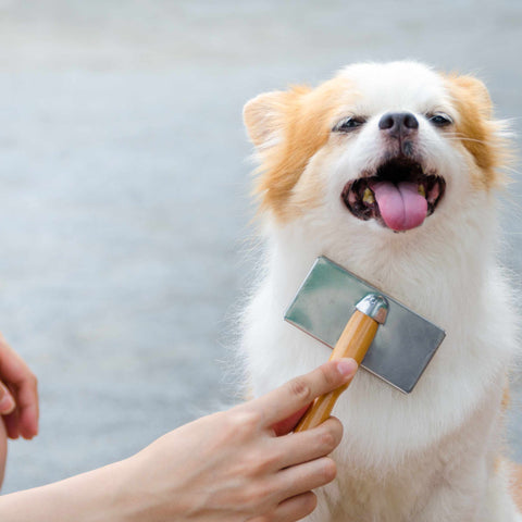 Grooming Puppies Early Why Important