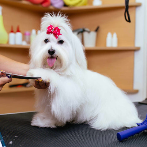 Grooming Puppies Long and Silky Coat