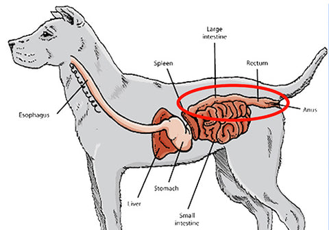 Hemorrhoids in Dogs, how Hemorrhoids in Dogs happends, Hemorrhoids in Dogs anatomy