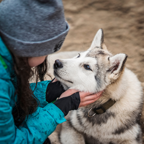 How Do I Know My Dog Loves Me?