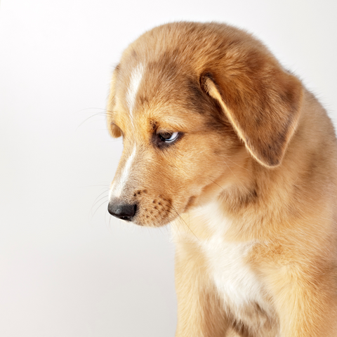 How To Tell If Your Dog Has Separation Anxiety?