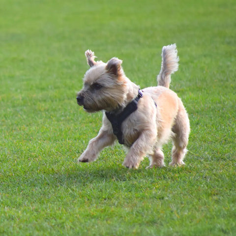 How to Recognize Dog Zoomies?