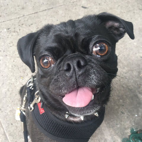 Pugs in new york, what to do with pug, pug dog breed, pug puppy
