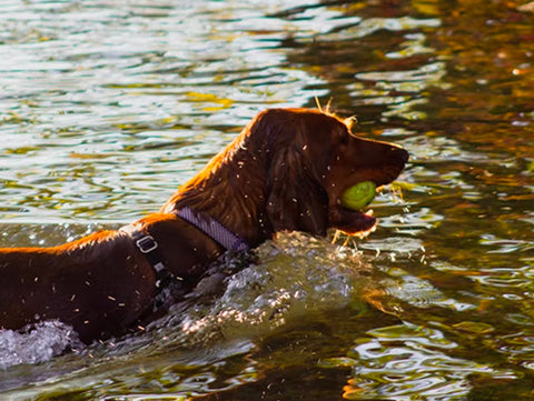 Irish Water Spaniel, top non shedding dogs, hypoallergenic dog breeds
