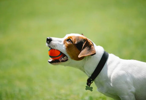 Jack Russell Terrier, hard to train dogs