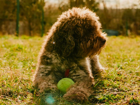 Lagotto Romagnolo , top non shedding dog breeds, hypoallergenic dog breeds.jpg