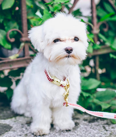 Maltese, top non shedding dog breeds, hypoallergenic dog breeds