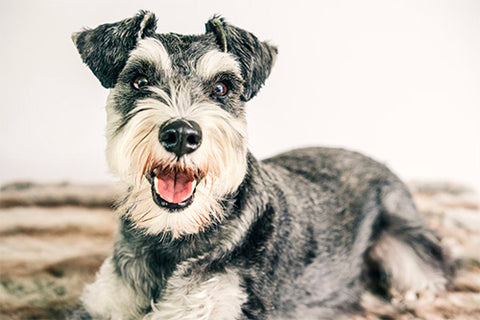 Miniature Schnauzer, top non shedding dog breeds, hypoallergenic dog breeds