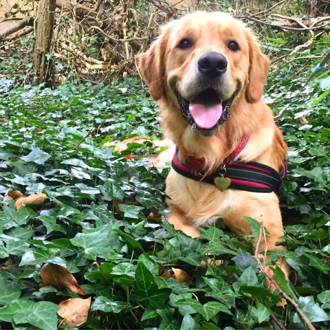 Never-ending Energy of Golden Retriever