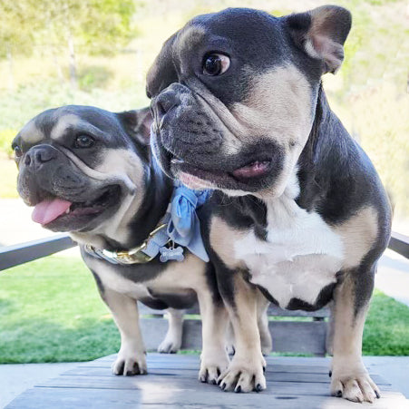 french bulldogs together 