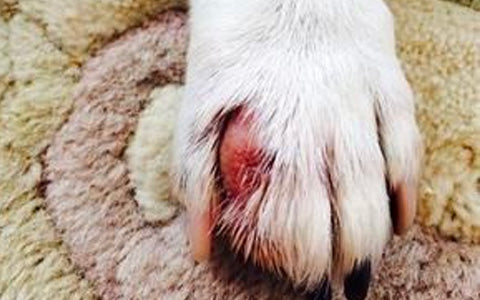 Parasites on a Dog's Paws, inflamed dog paw