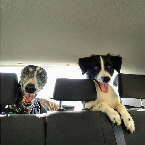 Preparing Your Car for a Road Trip with Dogs