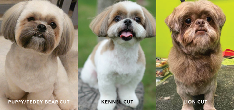 puppy cut for dog, teddy bear cut for dog, kennel cut for dog, lion cut for dog, shih tzu haircuts