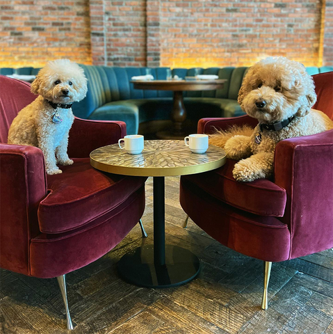 pupnamedcharlie, carlie and sawyer, dogs having tea