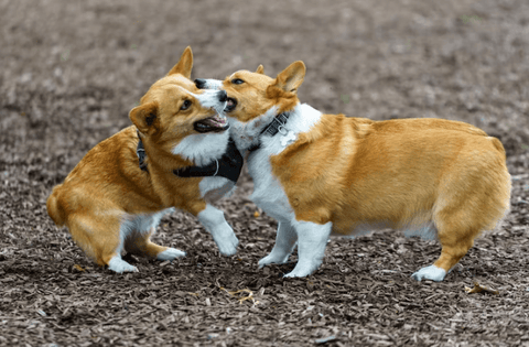 Fights Between Dogs