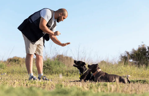 foster parent training dogs