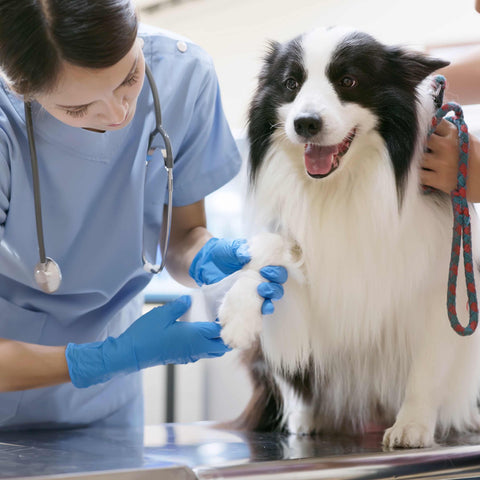 Service Dog Registration