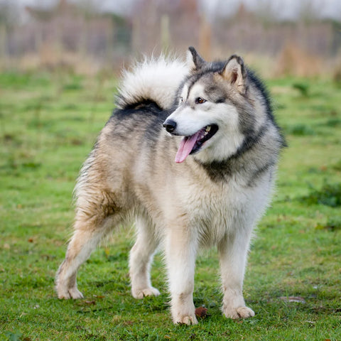 Siberian Husky