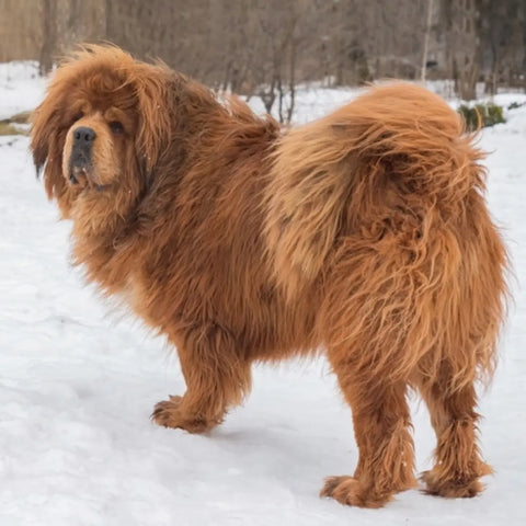 Tibetan Mastiff