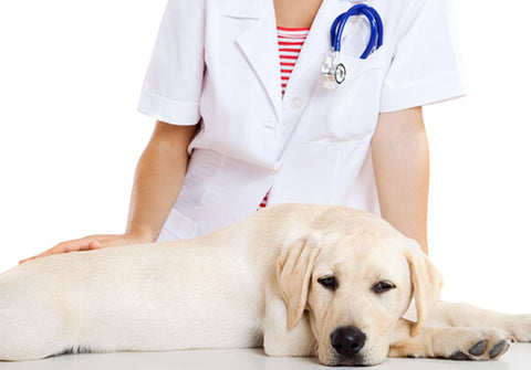 Treatment of Hemorrhoids in Dogs