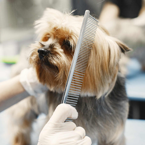 Types of Brushes and Combs for Dogs