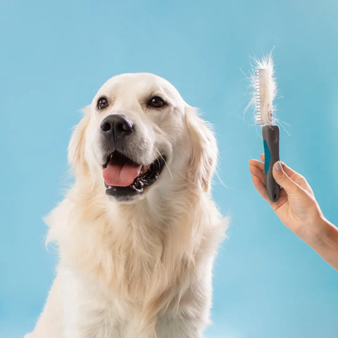 Types of Brushes and Combs for Dogs