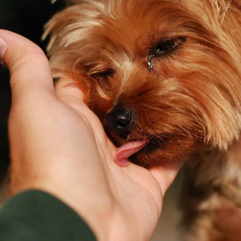 dog licking human, why dogs lick