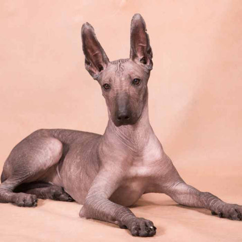American Hairless Terrier, top non-shedding dogs, best non-shedding dogs, hypoallergenic dogs