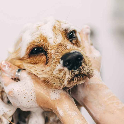 washing your dog, how often to wash dog, grooming dog, bathing dog
