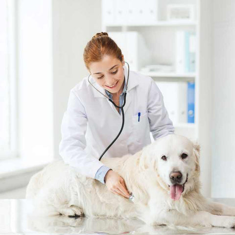 dog health, puppy insurance