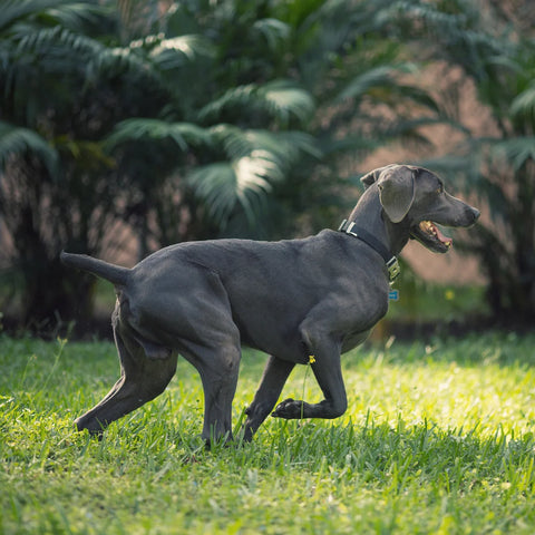 Weimaraner