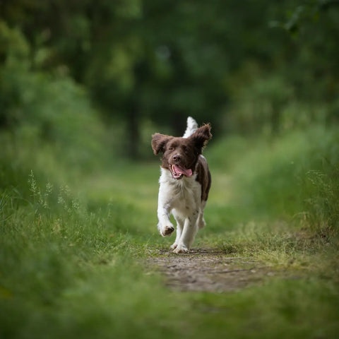 What Causes Dog and Puppy Zoomies?