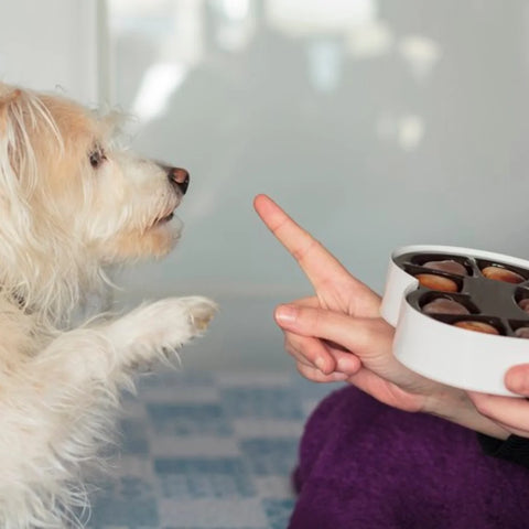 What Is In Chocolate That Makes It So Dangerous?