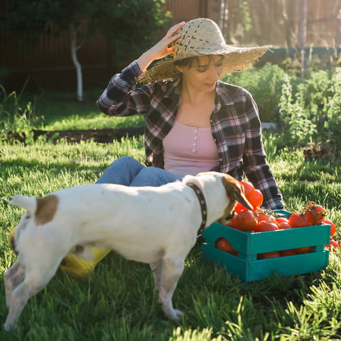 Why Feed Vegetables to Your Dog