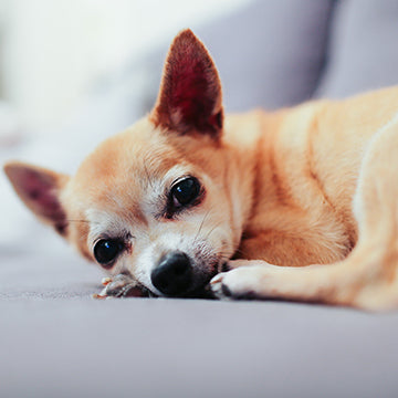 chihuahua health issues, chihuahua health concerns, chihuahua  lifespan, chihuahua knew issues, chihuahua leg issues, chihuahua breathing