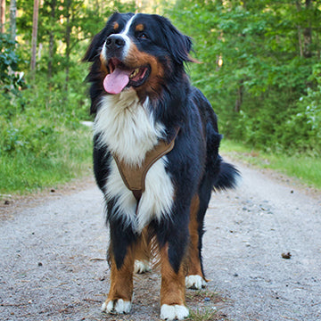 bernese mountain dog health problems, bernese mountain dog health concerns, bernese mountain dog hip dysplasia