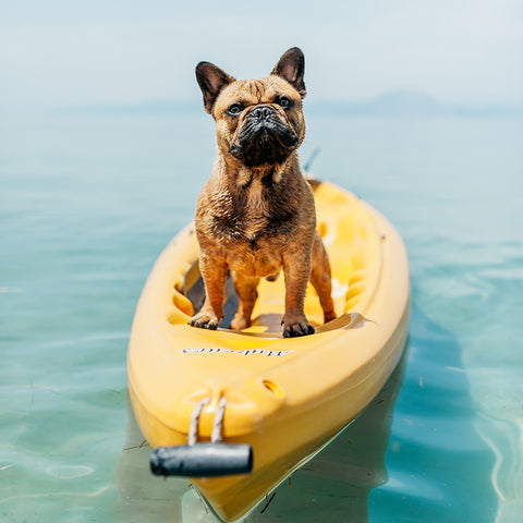 dog on kayak, god in water, outdoor life with dogs, taking dog to beach