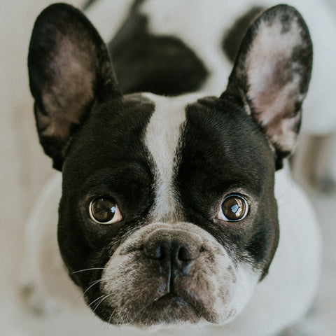 black and white french bulldog, bulldog colors