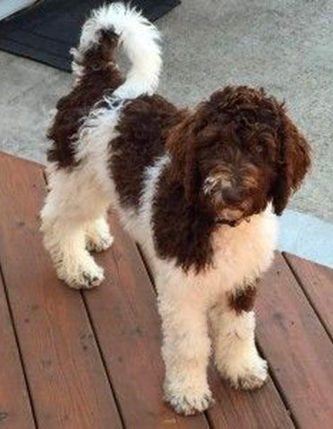 brown and white coat springerdoodle 