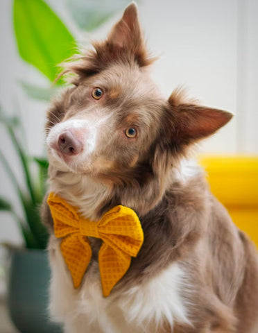 Sad dog having itchy skin with a yellow bow tie