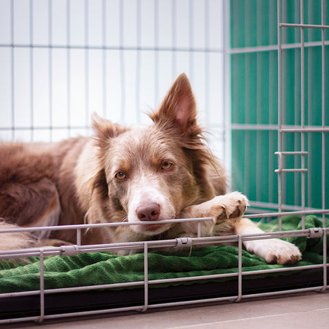 dog in crate, creating safe space for dogs, dogs and fireworks, dog and July forth, keeping pets safe during fireworks