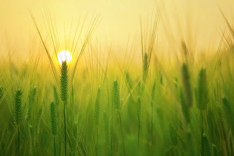 Foxtail Grass in sunset, Foxtail Grass